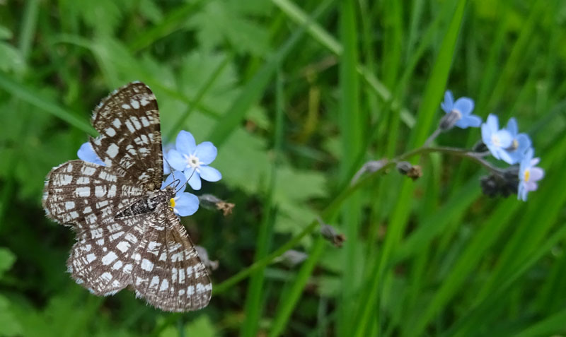 Chiasmia clathrata - Geometridae